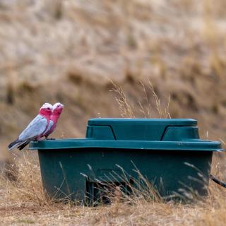 Triple Creek Guest House - Barossa Region - Seppeltsfield - 2