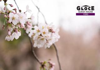 GLOCE 養老 千歳楼別邸古民家 l 約250年の歴史を持つ旅館にある古民家を貸し切り - Yoro - 8