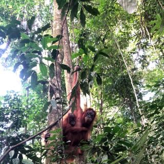 Thomas' Retreat Bukit Lawang - Bukit Lawang - 1