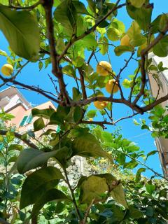 LEMONS HOUSE - Monterosso al Mare - 5