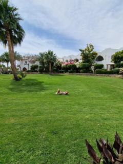 Domina Coral Bey Harem - Sharm El Sheikk - 9