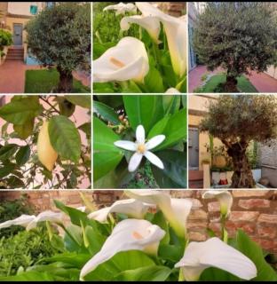 B&B La Chicca - Ravenna - 6