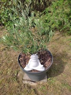 maison spacieuse et lumineuse+ studio - 3