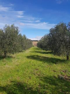 Villa Oliva - Canino - 5