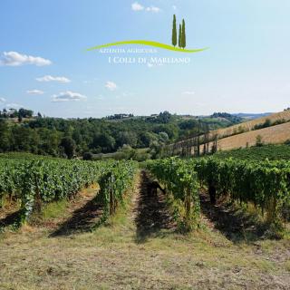 Azienda Agricola I Colli di Marliano - Lastra a Signa - 6
