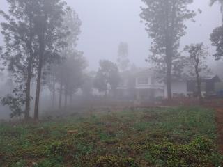 The Lavender Woods - 4