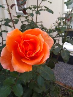 Twin Oaks Bed & Breakfast - Kilkenny - 5