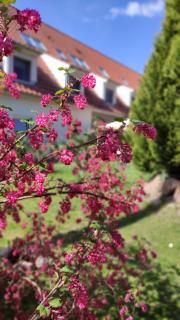 Schlossparkhotel Sallgast - Sallgast - 0