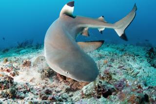Metita Beach & Dive Resort - Doruba - 6