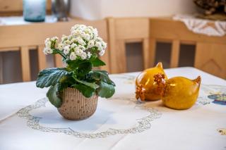 Adlerhorst Zaunkoenig - 1