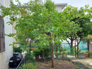 Sonia - Chania - 3