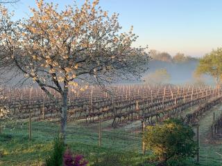 Lauberge de Nogaro - Caupenne-dʼArmagnac - 6