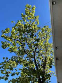 Prédio Histórico na Rio Branco - 4