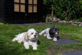 Red Robin Cottage - 7