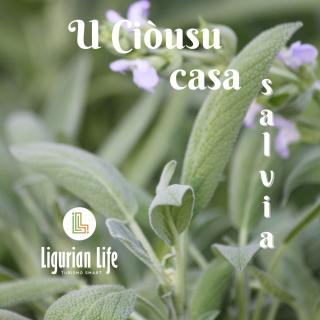 U Ciousu by Ligurian Life APPARTAMENTI IN AGRITURISMO - 6