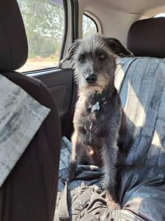 Charmosa suíte de Tucuns. - 1