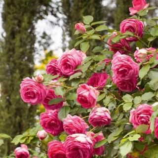 Chez Fleur - Avignone - 1