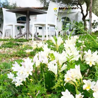 Il Salice b&b - Olbia - 4