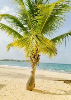 DREAM ON THE BEACH - Baie Nettle - 3