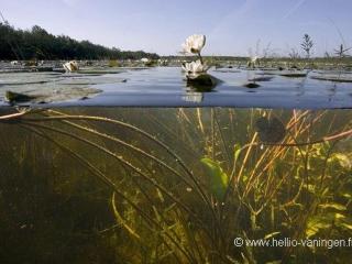 Séjour nature au cœur du Parc de la Brenne: gîte 4 chambres, jardin et terrasse, proche de Rosnay - FR-1-591-141 - 2
