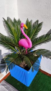 Casa Flamingo House - San Teodoro - 9