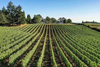 King's Queen - Newberg - 9