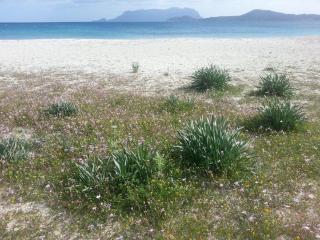 Villa Maestrale - Olbia - 0