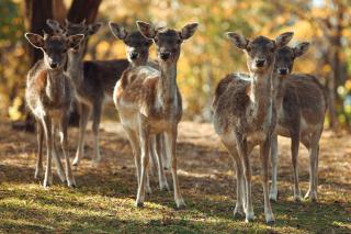 Naša Maša Doboj - farma jelena Nasa Masa Doboj - 8