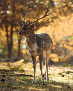 Naša Maša Doboj - farma jelena Nasa Masa Doboj - 2