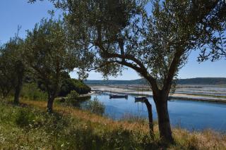 OLIVE GARDEN & SEA Apartments - 5