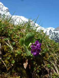 Hotel Waldrand - Kiental - 4