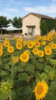 la cabane du vigneron - 2