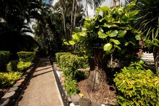Sarina Palms Caravan and Cabins Village - Sarina - 8