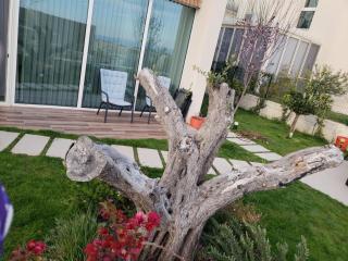Villa Olive Green Coast - Palasë - 9