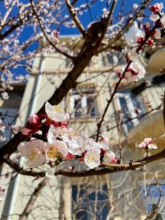 Aurelia Rooms - Mostar - 7