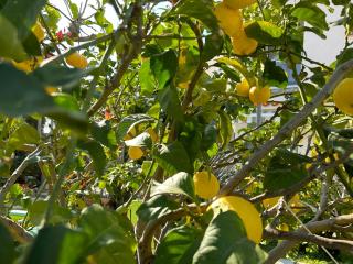 Hôtel Punta e Mare des Chambres ou des Appartements T2 - 6