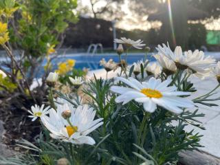 Villa Herlinda Costa Brava - With Swiming Pool - Maçanet de la Selva - 5
