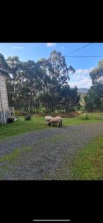 Jo’s Farmhouse B&B - Geeveston - 7