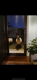 Jo’s Farmhouse B&B - Geeveston - 4