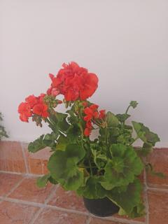 La terrazza delle fate - Napels - 1
