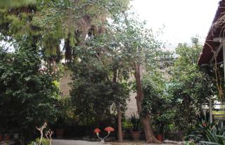 Pension Alkistis - Tolo - 3
