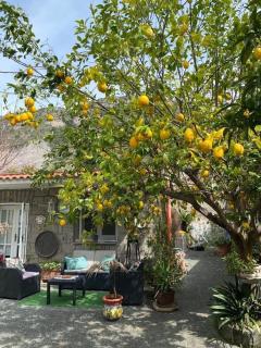 La maison des citrons - Meta - 9