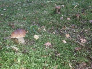 Komfortowy dom wakacyjny dla kilku rodzin - 4