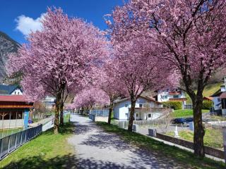 Apartment Frieda by Interhome - 5