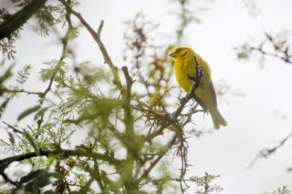 Cabañas Los 2 Algarrobos - 1