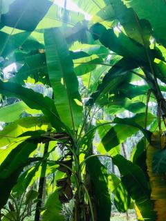 Arecapalm, Murud - Murud - 3