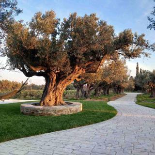 Peristerionas Estate - Karystos - 5