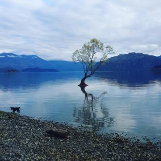 Alto on hedditch - Wanaka - 1