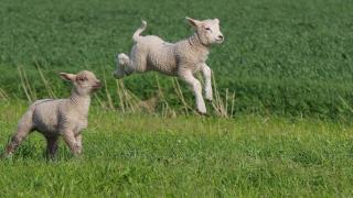 Ferienwohnungen Stips - 4