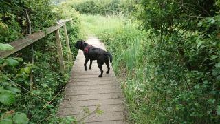 Norfolk Farm Stays by Beach Dog Friendly - 1